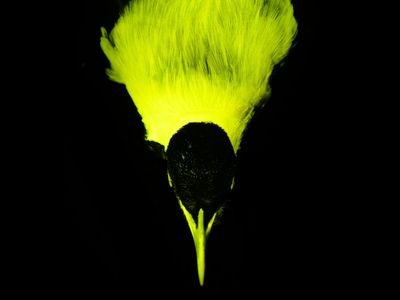 Scientists found biofluorescence in most species of birds-of-paradise, including the&nbsp;emperor bird-of-paradise (Paradisaea guilielmi), shown here from the American Museum of Natural History&#39;s collection.