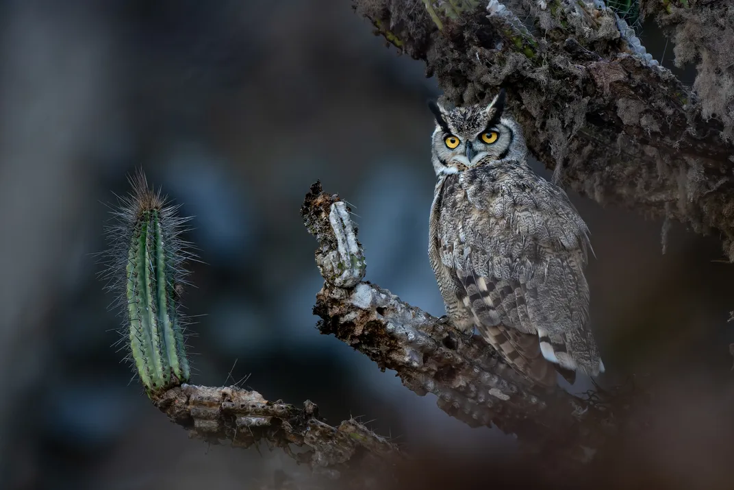a gray and black owl with dark ear tufts and yellow eyes sits on a cactus