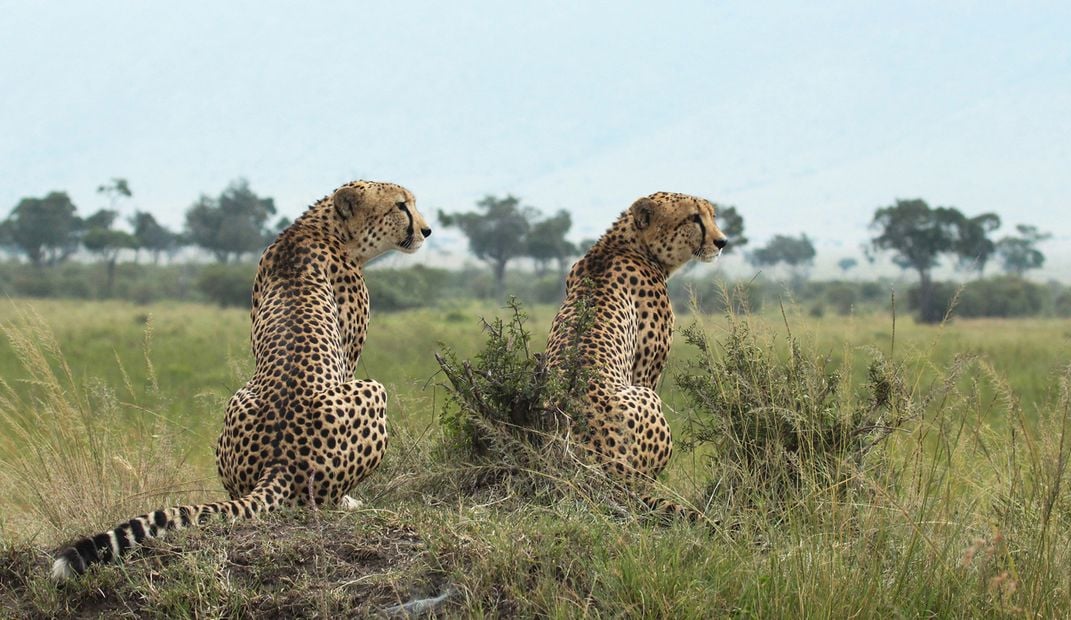 Cheetah Symmetry | Smithsonian Photo Contest | Smithsonian Magazine