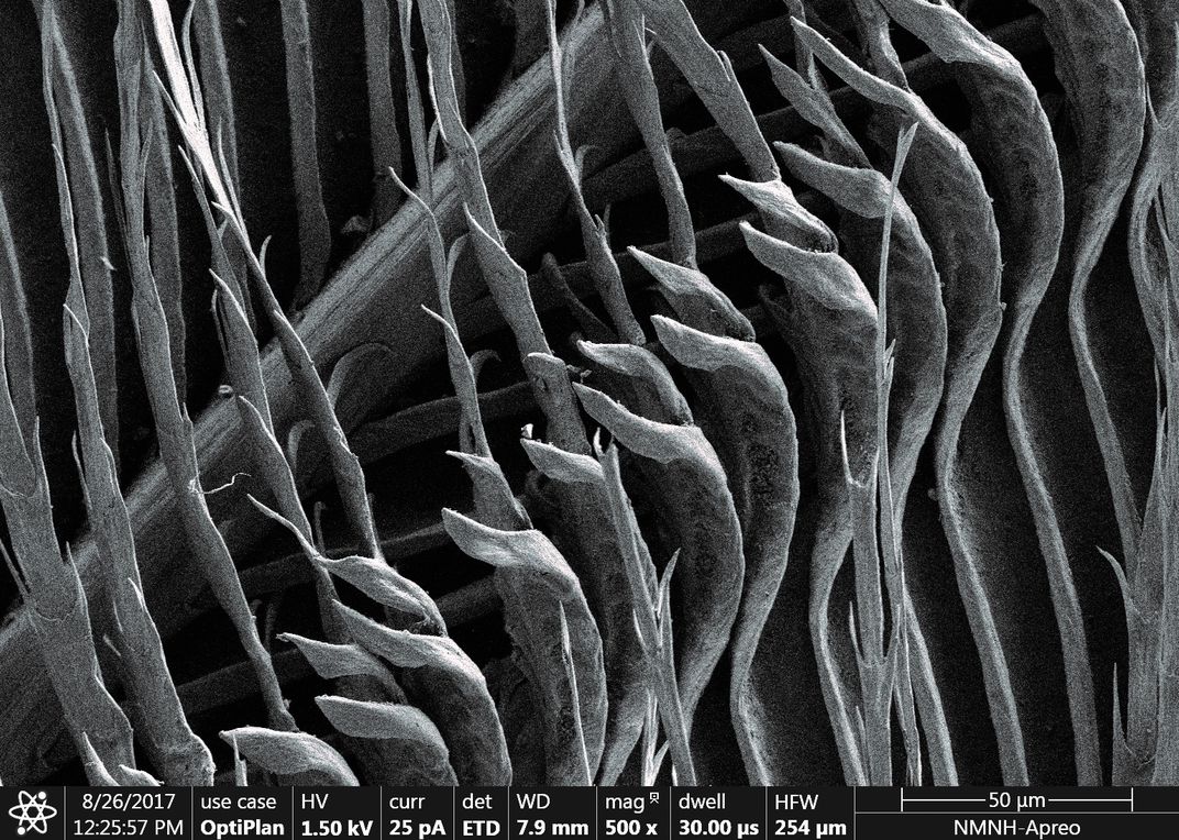 Black and white feathers under a microscope.