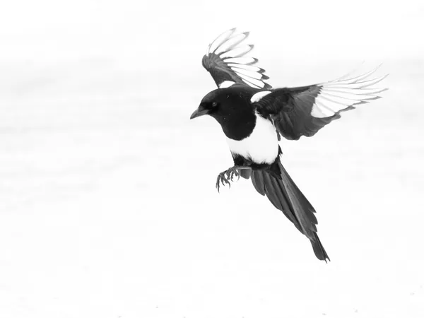 Winter Calligraphy thumbnail