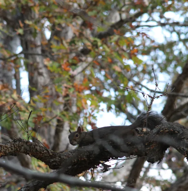 Squirrel Has Seen a Cat thumbnail