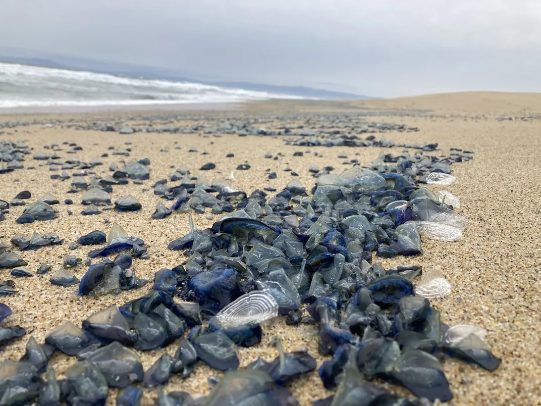 a beach covered in small piles of Velella