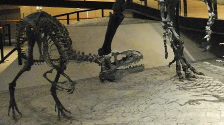Many Allosaurus bones have been found with fractures and other pathologies, but were any of these injuries caused by falls?