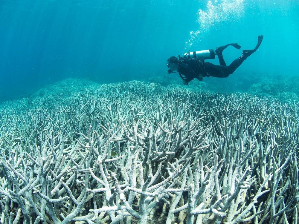 An underwater photo of a bleached coral reef. The branched, white corals stretch back halfway through the photo. A scuba diver dressed in a black wet suit is swimming above the dead reef. 