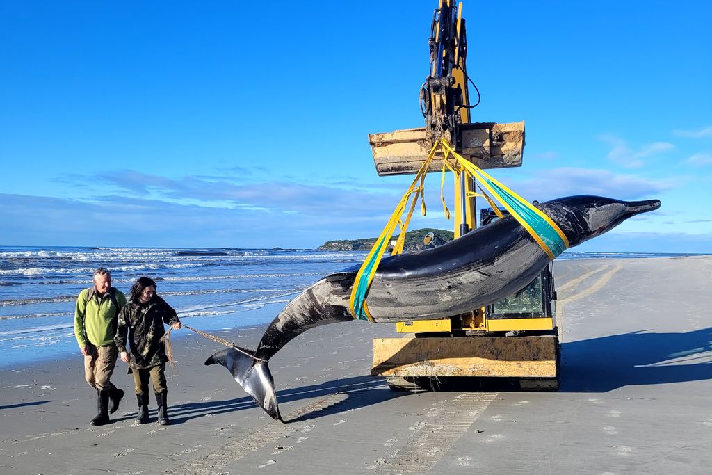 a large dolphin-like creature carried by an Earthmover on the beach, with two people walking alongside it