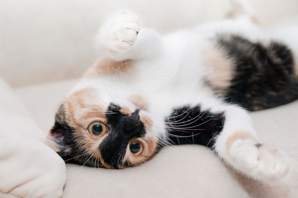 A brown, tan and white cat laying on its back playfully