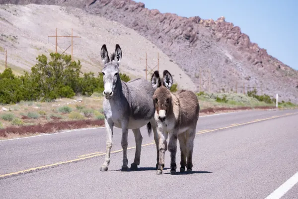 Two Donkeys Were Walking Down the Road thumbnail