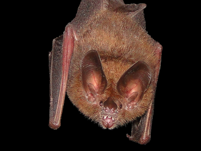 This bat gleans insects from leaves. A team of researchers discovered that by approaching a leaf at an oblique angle, it can use its echolocation system to detect stationary insects in the dark.