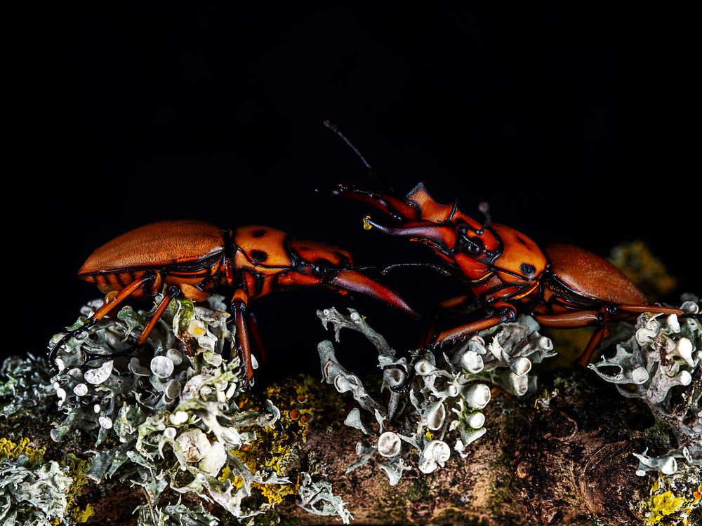 Battle of the Gladiators: Stag Beetles in Combat | Smithsonian Photo ...