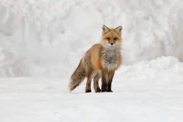 Superior Senses thumbnail