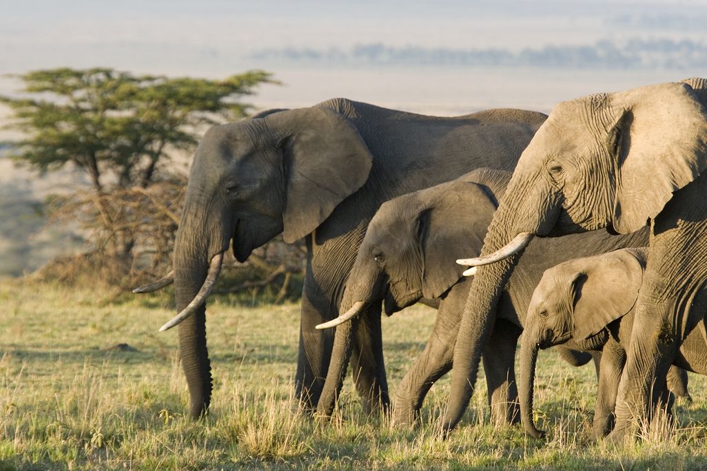 A group of African elephants including adults and juveniles walking across and grassland landscape