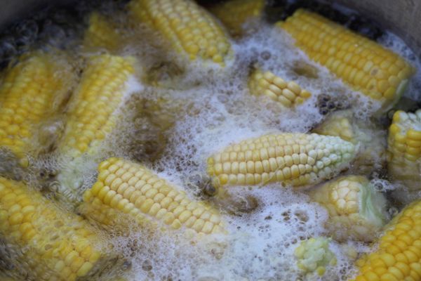 1st Corn of the Season thumbnail