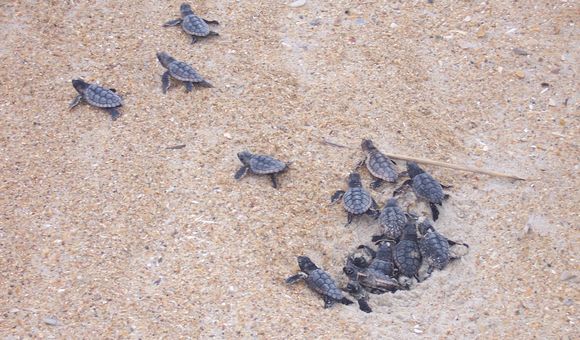 Baby turtles emerge and scatter from a small hole in the sand