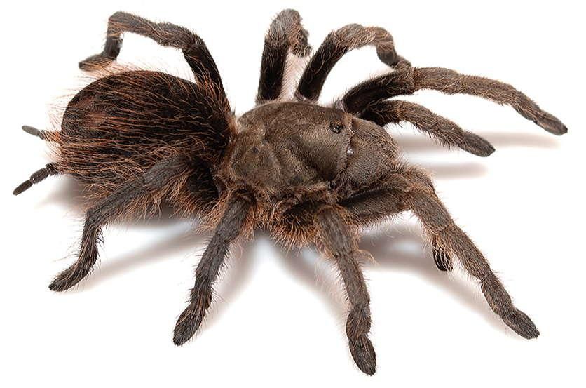 A picture of a female Aphonopelma madera. The tarantula is a zoo specimen photopgraphed against a white background