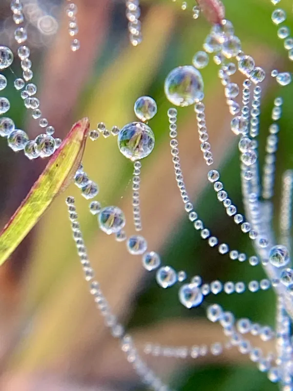 Spiderweb jewels in the grass thumbnail