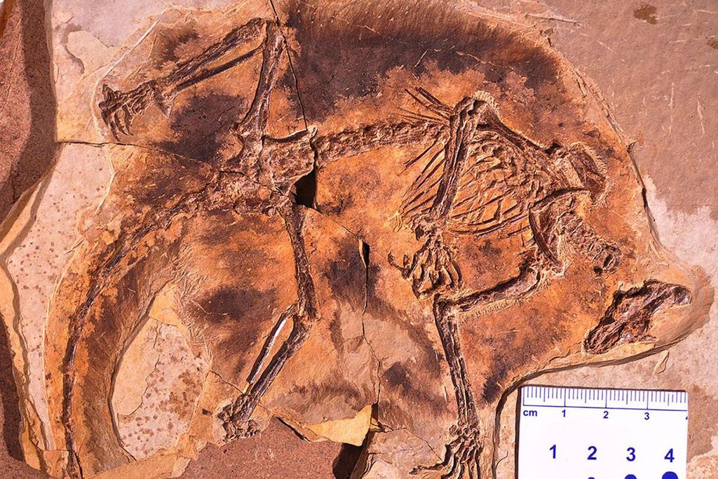 Maiopatagium furculiferum