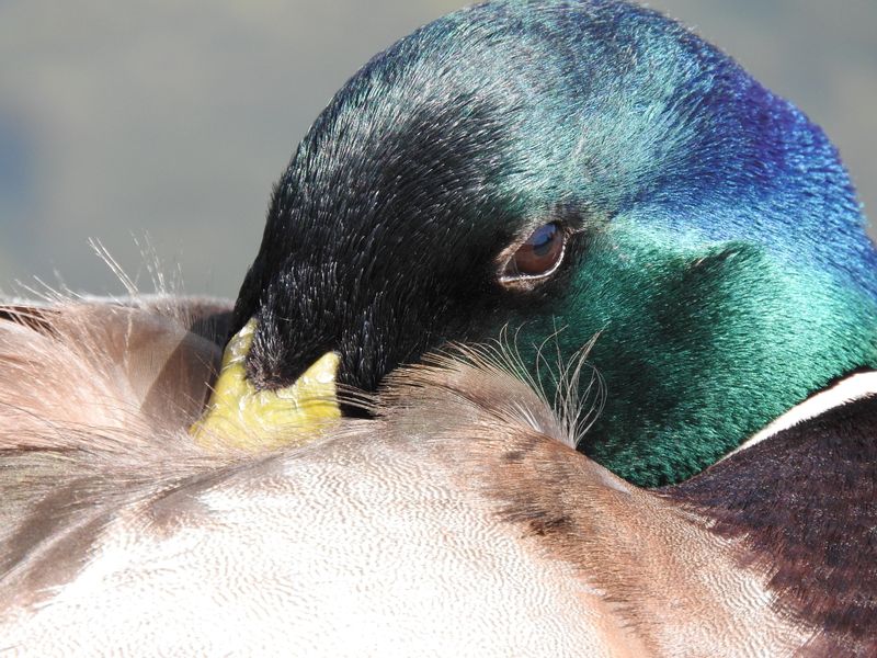 A duck's eye Smithsonian Photo Contest Smithsonian Magazine