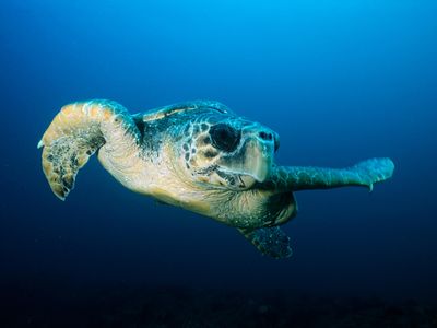 Loggerhead sea turtle surfing the magnetic field