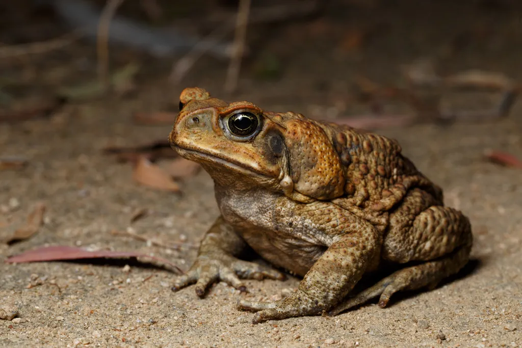 a cane toad sitting on sand