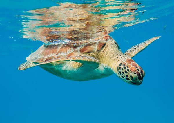 Green Sea Turtle at the Surface thumbnail