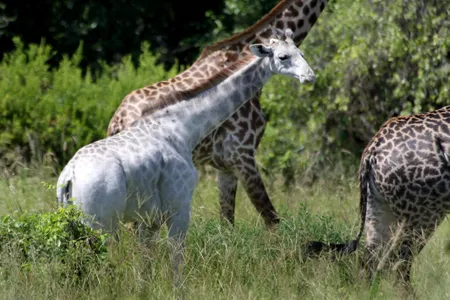 Omo hanging with her herd