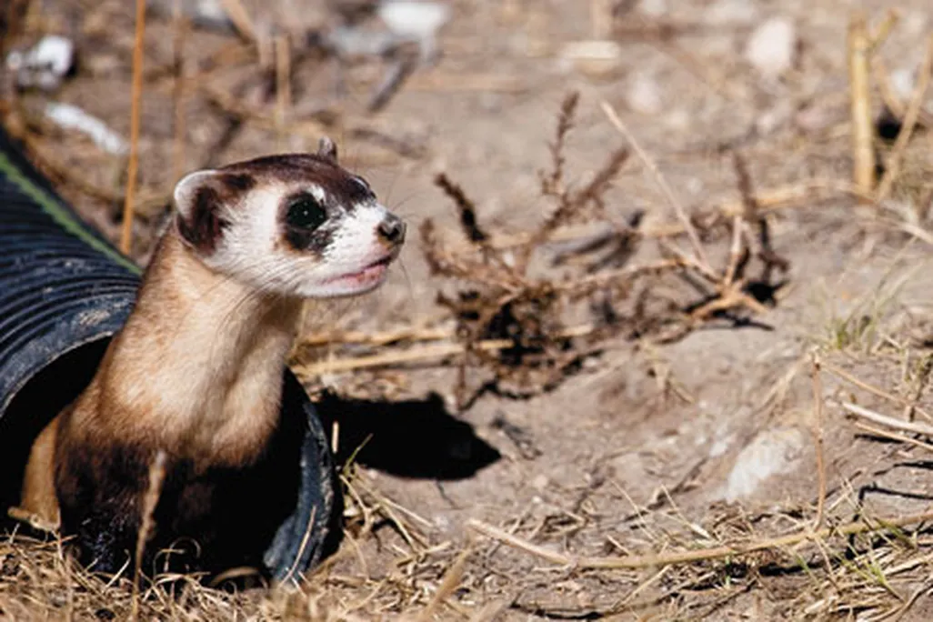 Ferret tubing