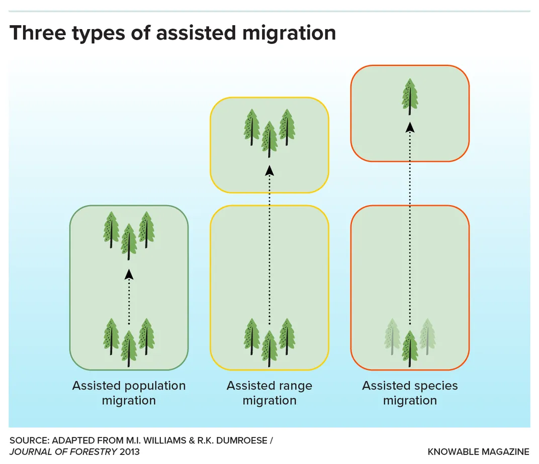 Assisted Tree Migration Graphic