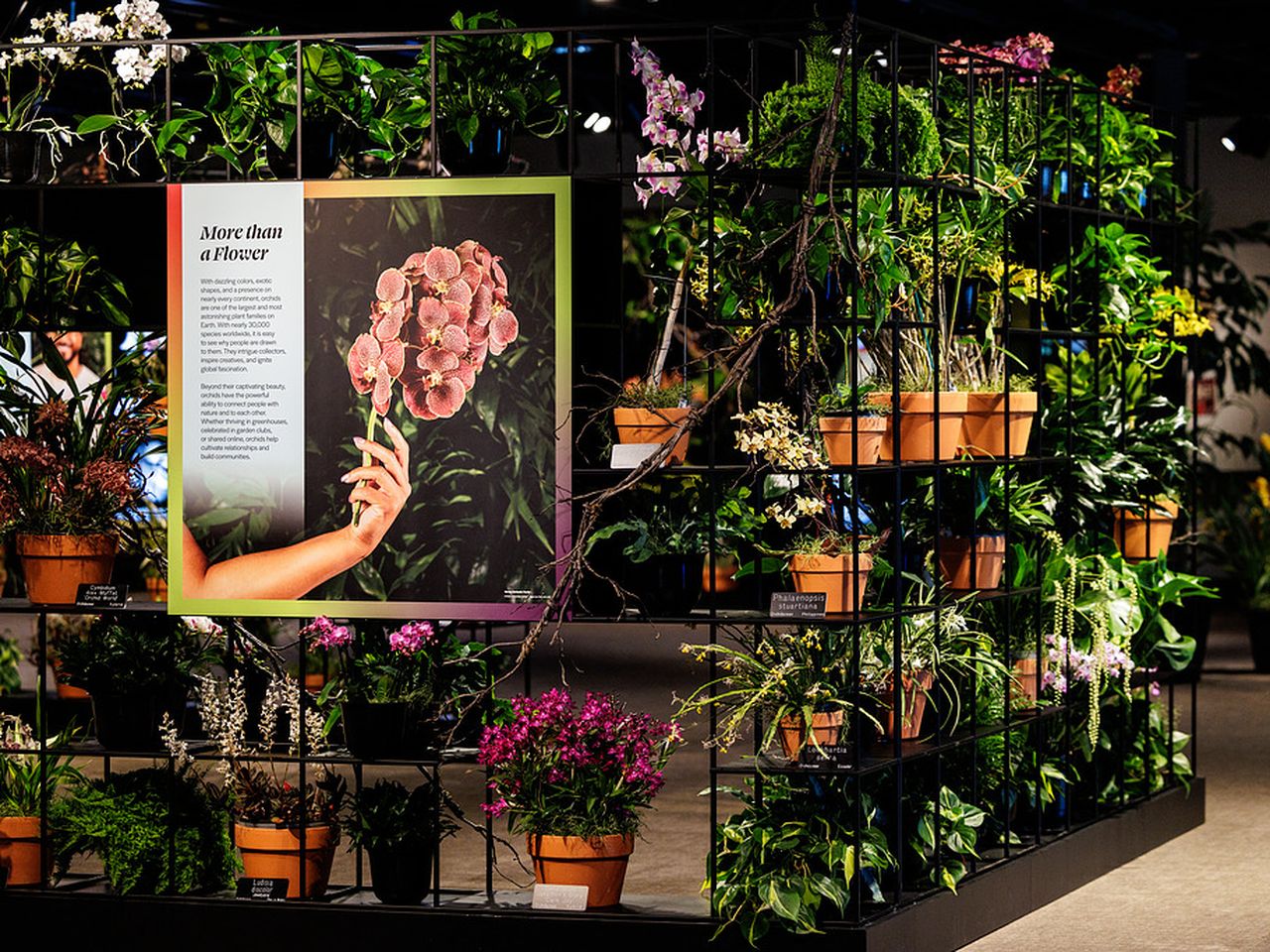 2026orchidexbt-260130-hl53-s.jpg