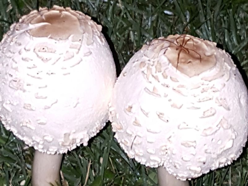 Spider on a Mushroom Smithsonian Photo Contest Smithsonian Magazine