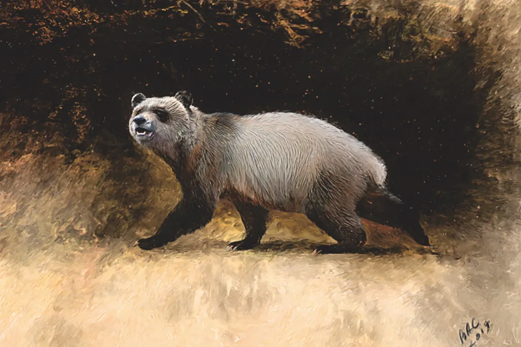 An illustration of A. nikolovi