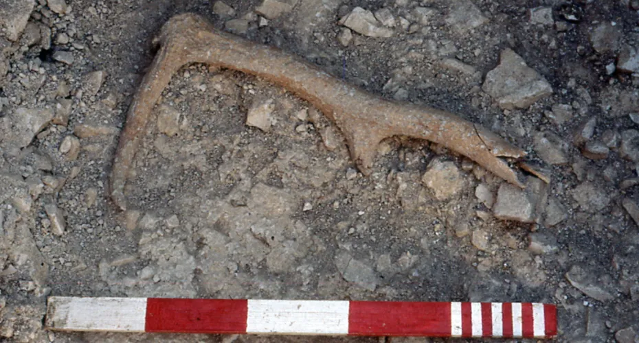 Red deer antler
