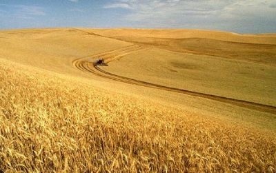 A study indicates that global yields of crops such as wheat and corn may already be affected by climate change.