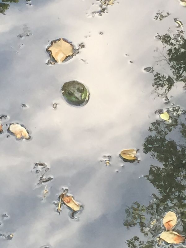 Emerging Toad thumbnail