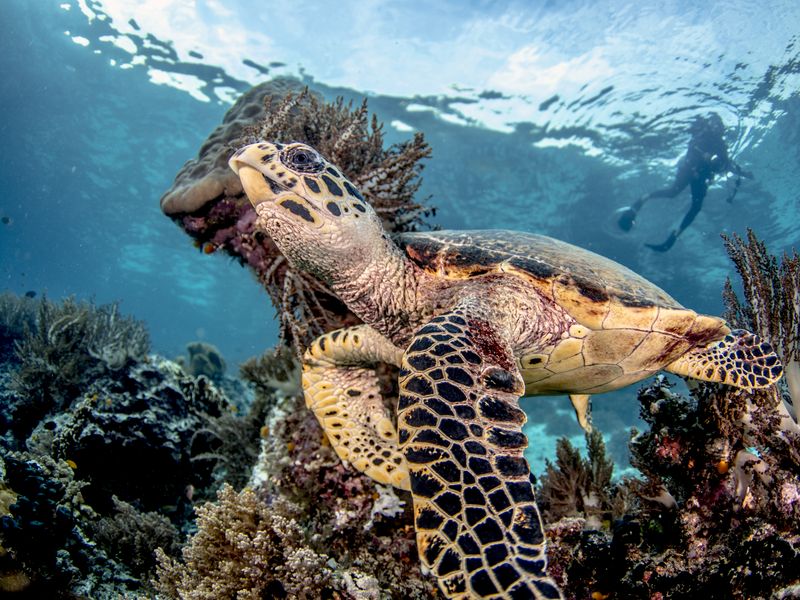 Beautiful green sea turtle on a coral reef pinnacle in tropical ...