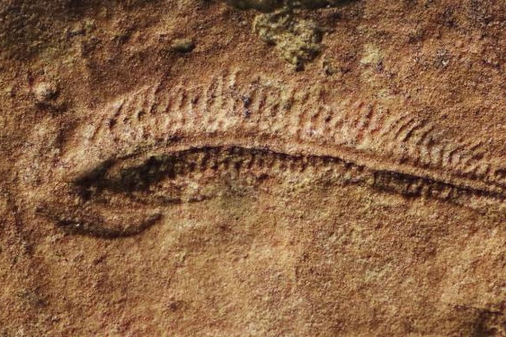fossil of an elongated oval-shaped worm-like creature, with one end wider than the other