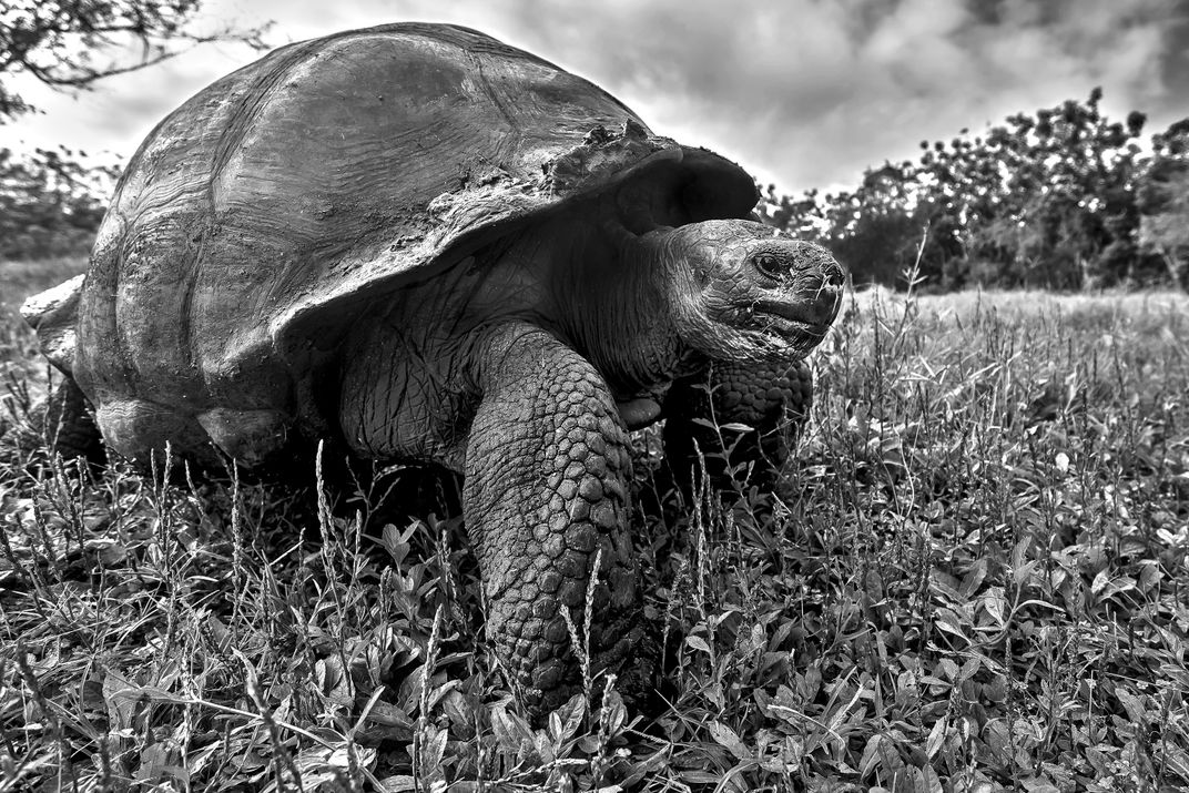 slow-walk-smithsonian-photo-contest-smithsonian-magazine