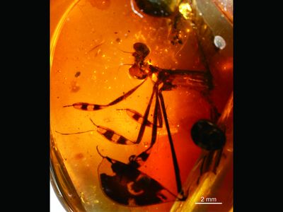 The ancient damselfly's courtship ritual was caught in amber 100 million years ago. 