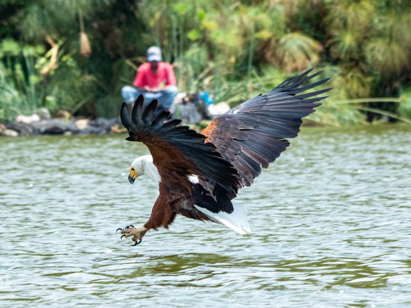 A Fish Eagle hunting for breakfast Smithsonian Photo Contest