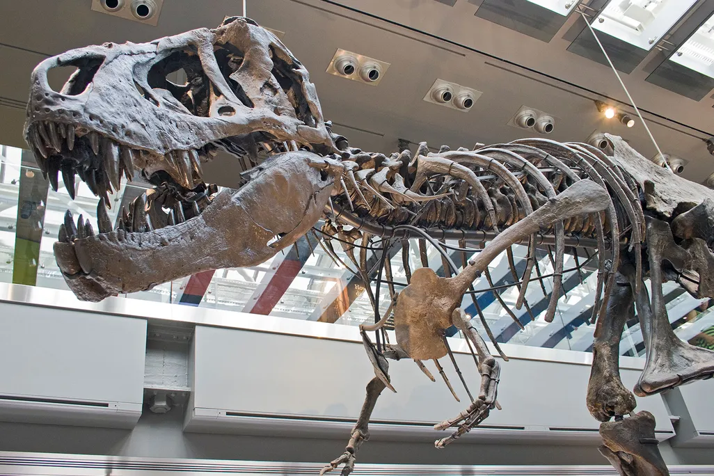 Amargasaurus