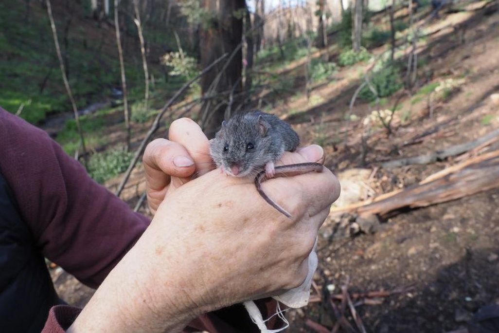Smoky mouse