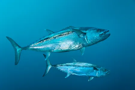 Tuna are a hot commodity in Japan at this time of year — so hot that a sushi chef paid $37,500 for a single fish. Here, dogtooth tuna swim in the Indian Ocean. 