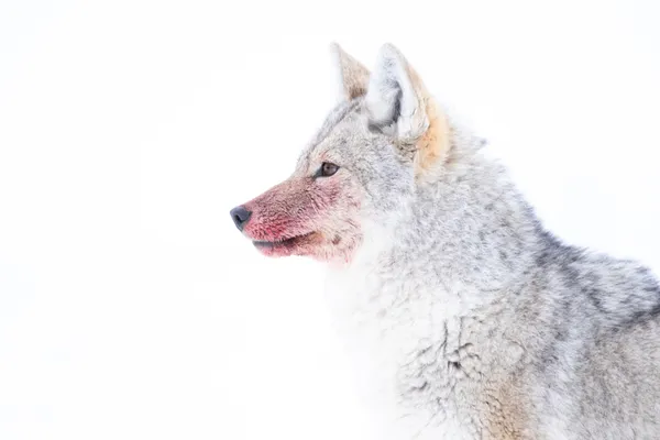 The Blood Dog thumbnail