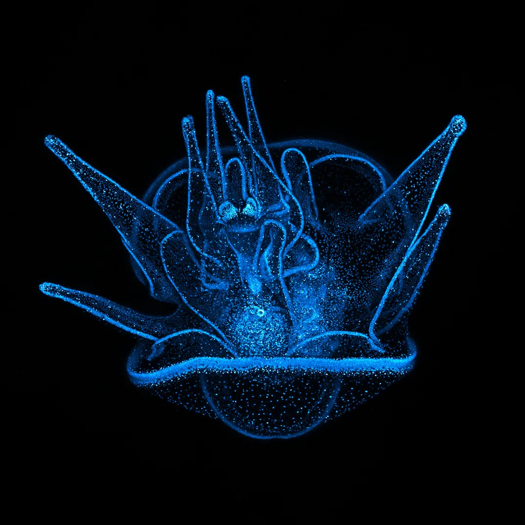 Sea urchin larva