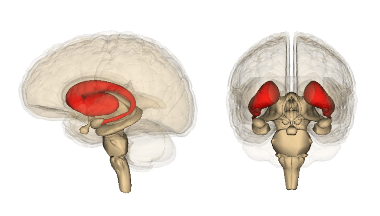 The striatum is a target for drugs