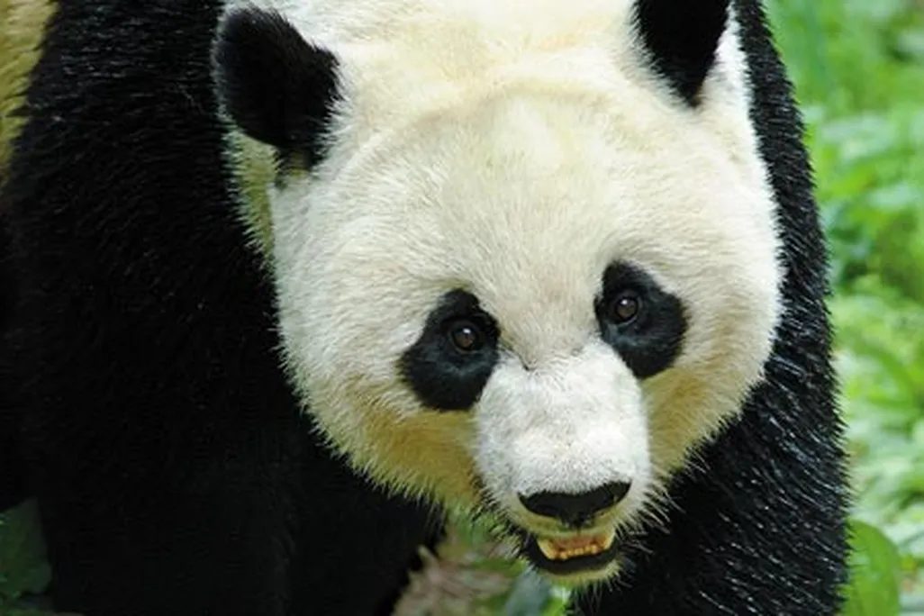 Panda Bear