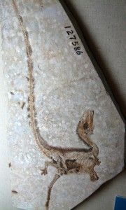 20110520083205Sinosauropteryxfossil-180x300.jpg