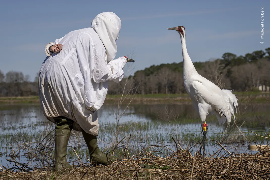a biologist wears a white coat and hood and carries a whooping crane decoy on their hand as they approach a tall white whooping crane