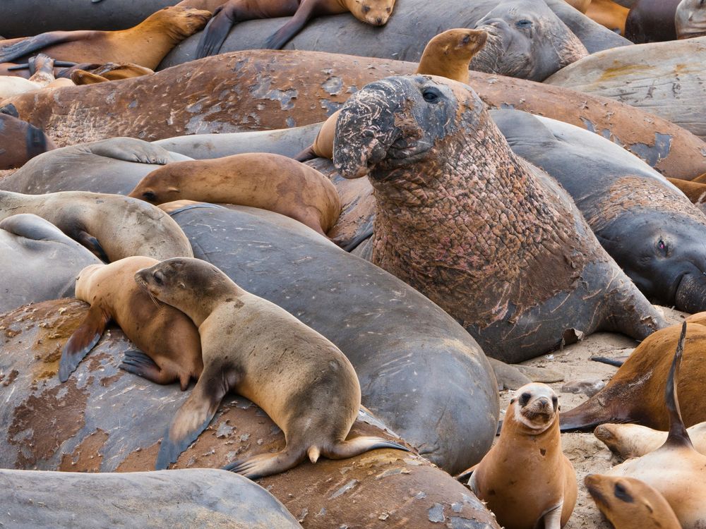 seals