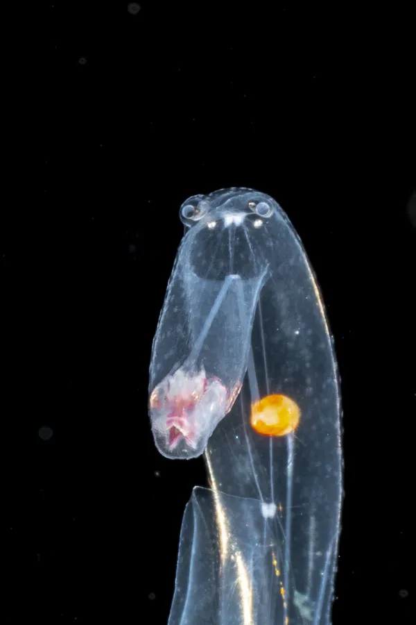 Portrait of Pterotrachea thumbnail